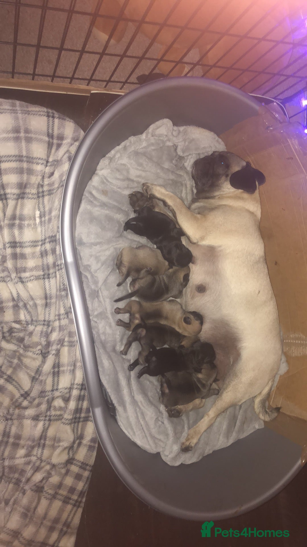 Pug dogs for sale: Pug puppies - Image 12