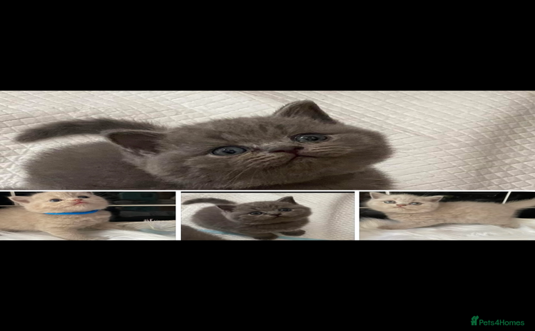 British Shorthair cats - Advert 1
