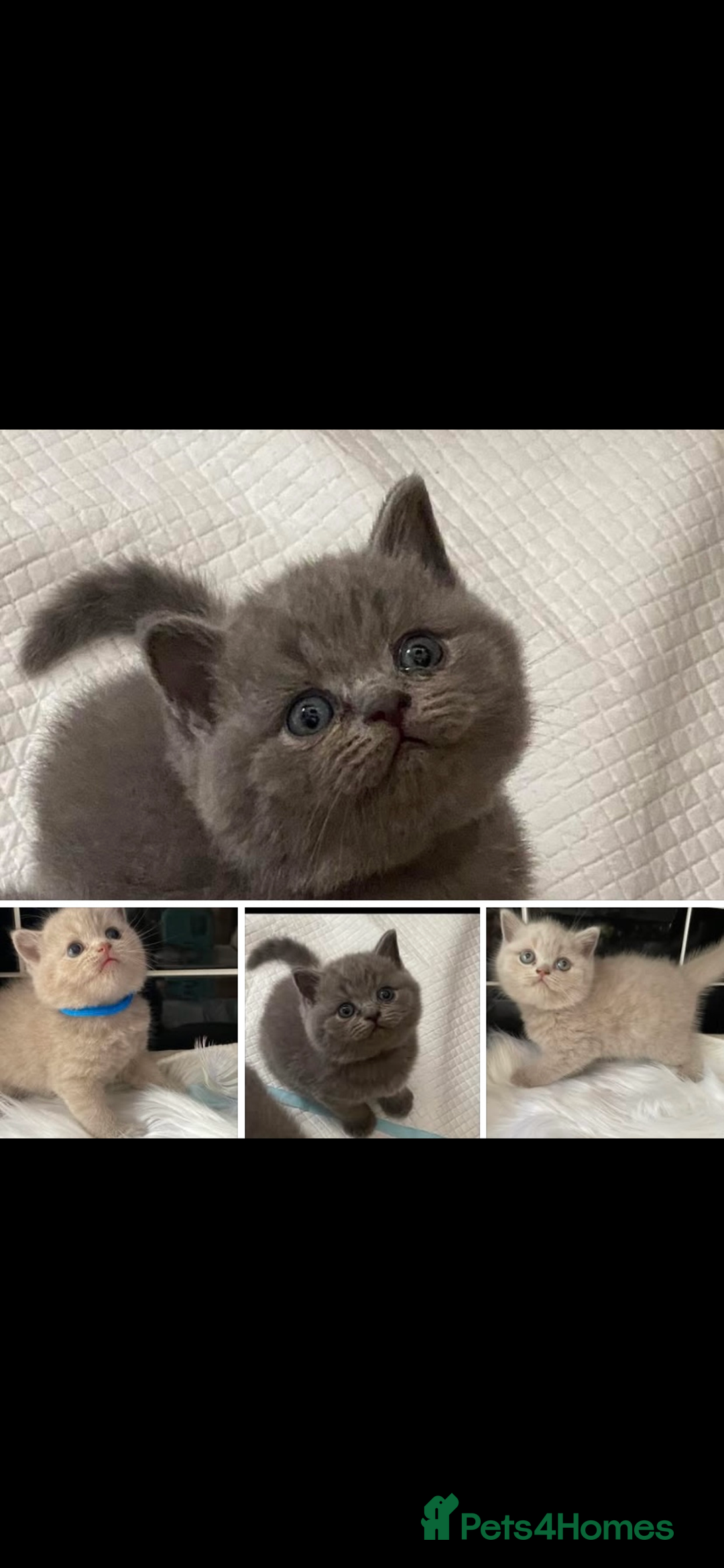 British Shorthair cats for sale: GCCF REG HEALTH TESTED KTTENS AVAILABLE 🥰 - Image 4