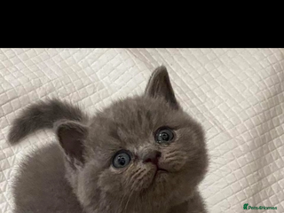 British Shorthair cats - Advert 15