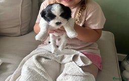 Shih Tzu dogs for sale: 5 Beautiful shihtzu  puppies for sale 2xM 3xF - Image 24