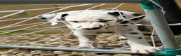 Dalmatian dogs for sale: Last one Beautiful KC Registered Dalmatian Puppie  - Advert 20