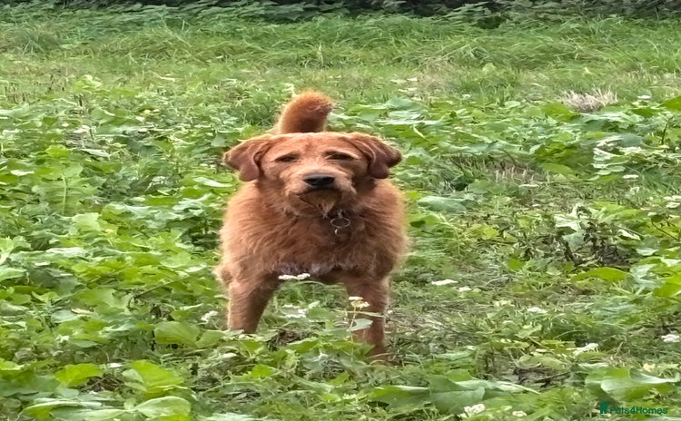 Labradoodle dogs - Advert 2