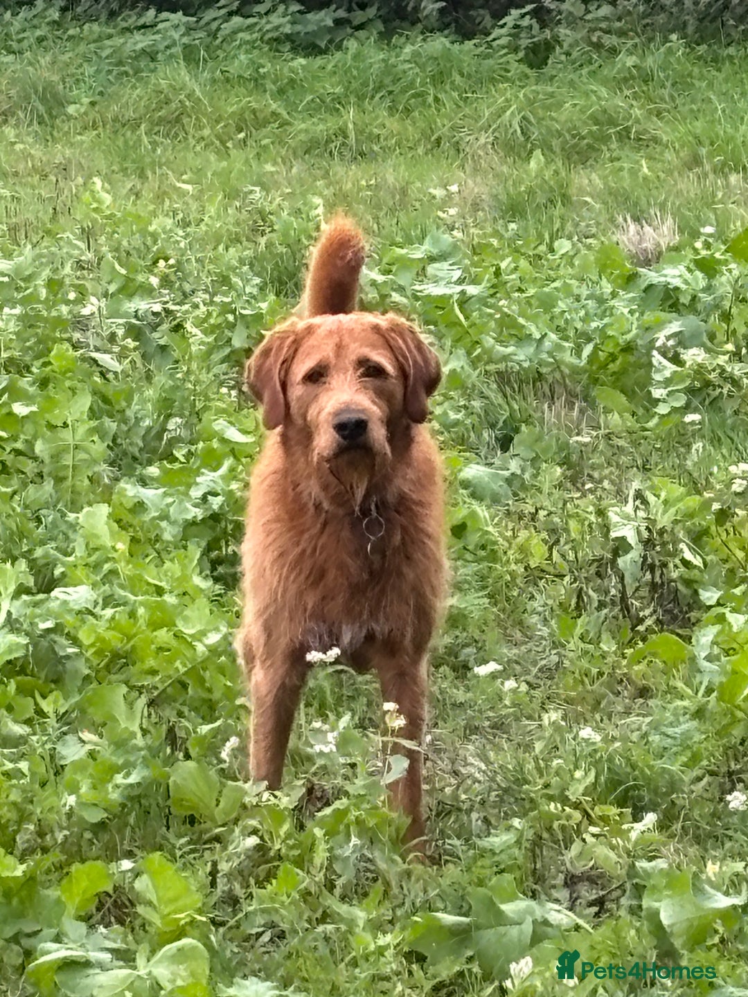 Labradoodle dogs for stud: Beautiful Labradoodle for stud  - Image 1