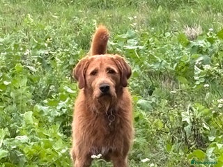 Labradoodle dogs for stud - Advert 1