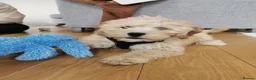 Cavapoochon dogs for sale: A Loyal Best Friend Is Waiting – Meet Tito! - Advert 4
