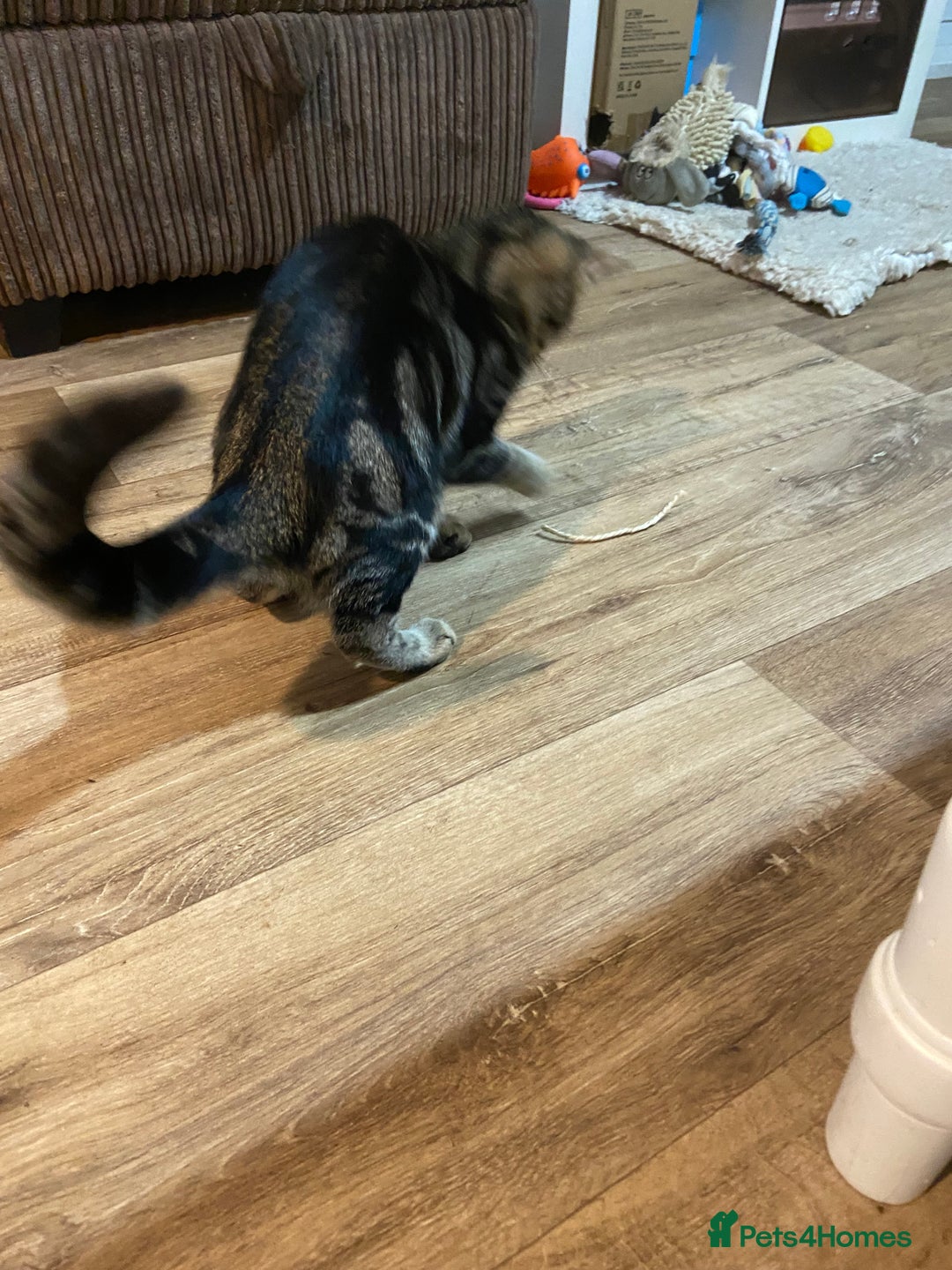 Domestic Shorthair cats for sale: Gorgeous tabby kitten  - Image 12