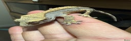 Gecko reptiles for sale: 🔥🔥 CRESTED GECKOS 🔥🔥🔥 - Advert 4