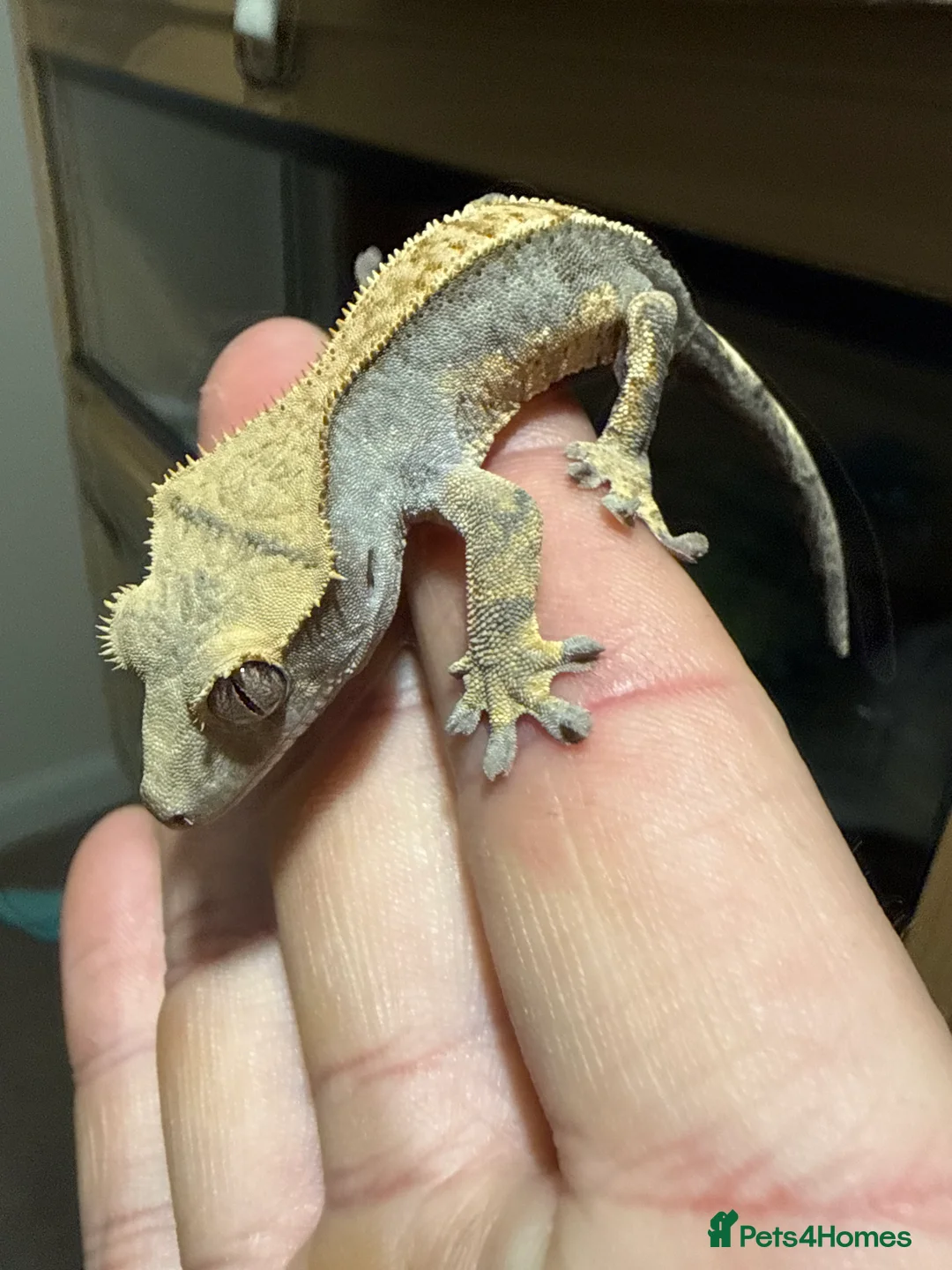 Gecko reptiles for sale: 🔥🔥 CRESTED GECKOS 🔥🔥🔥 - Advert 4