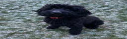 Cockapoo dogs for sale: Cockapoo for Rehoming - Advert 2
