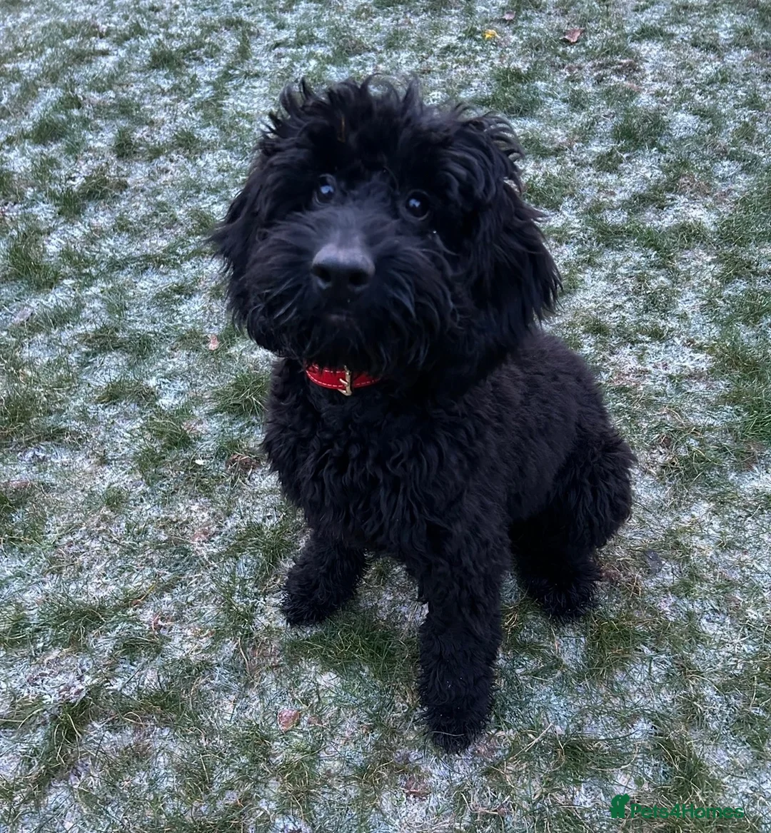 Cockapoo dogs for sale: Cockapoo for Rehoming - Advert 2