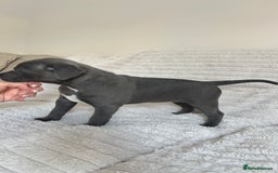 Staffordshire Bull Terrier dogs for sale: 🩵🌸Stunning Staffordshire Bull Terrier female🌸🩵 - Image 6