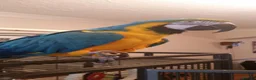 Macaws birds for sale: Blue and gold macaw in Northampton - Advert 6