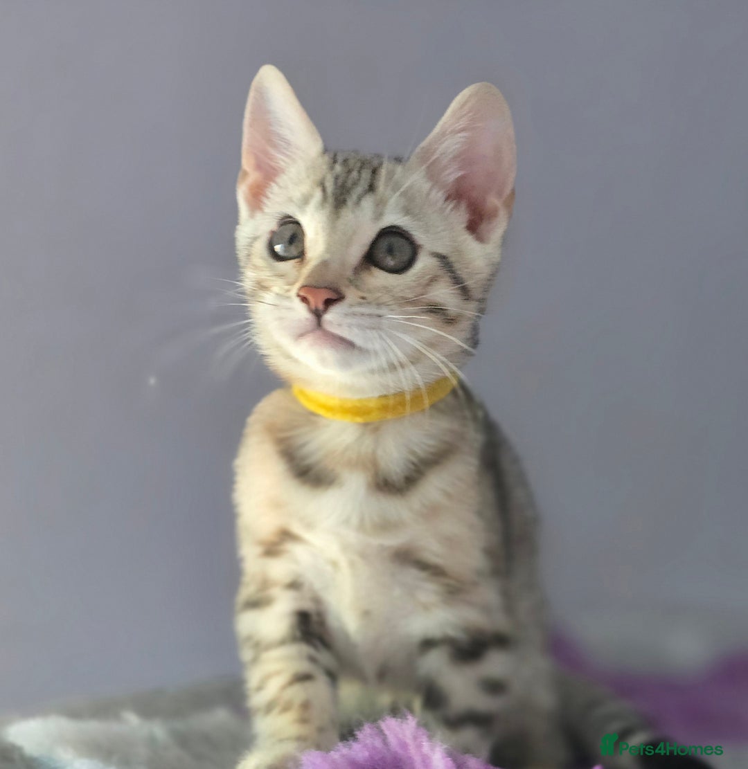 Bengal cats for sale: TICA Champion Bengal Kittens  - Image 31