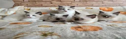 Ragdoll cats for sale: Pure Ragdoll Kittens  - Advert 3