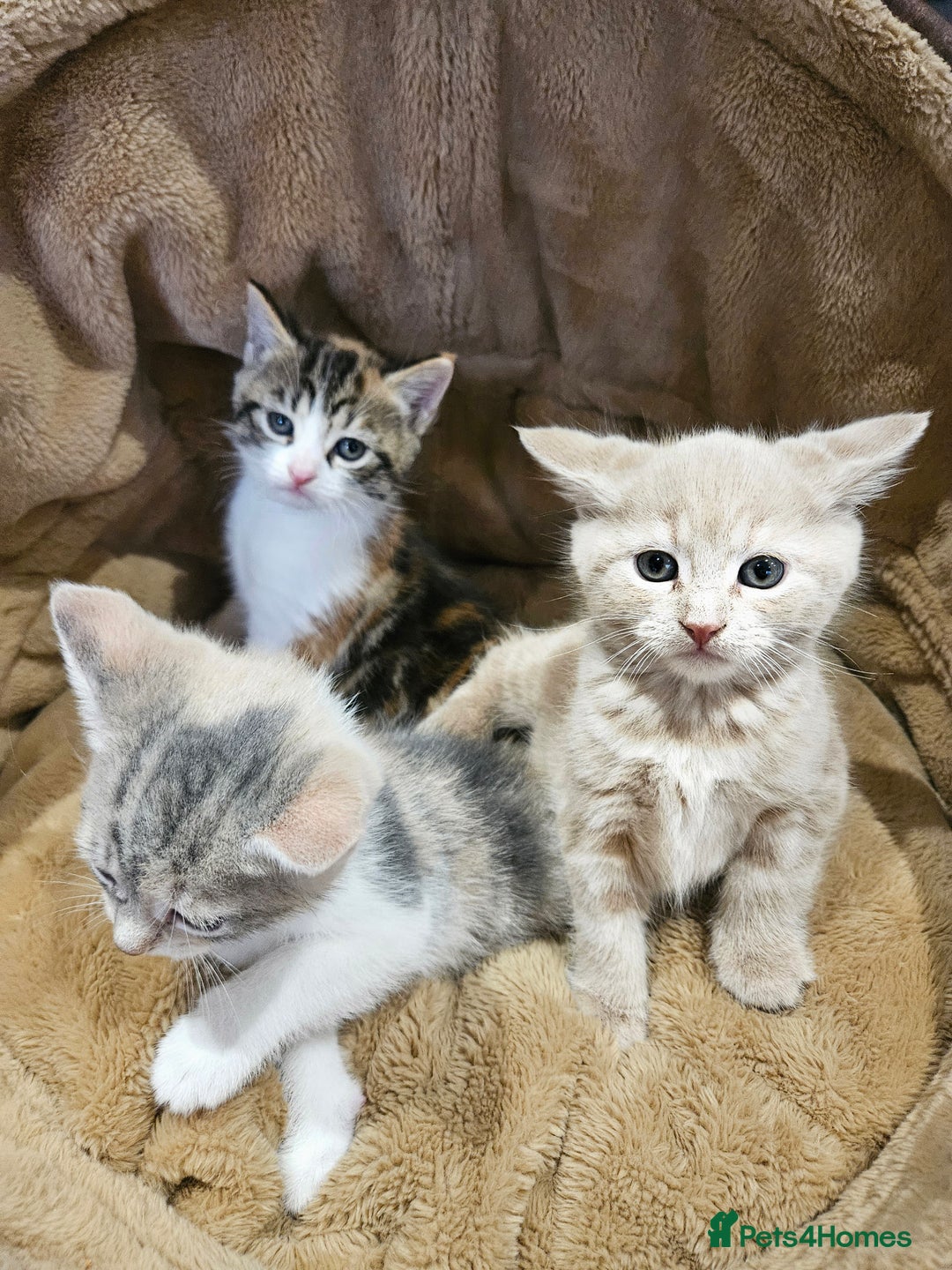 Mixed Breed cats for sale: Cute babies!😸😸😸 - Advert 8