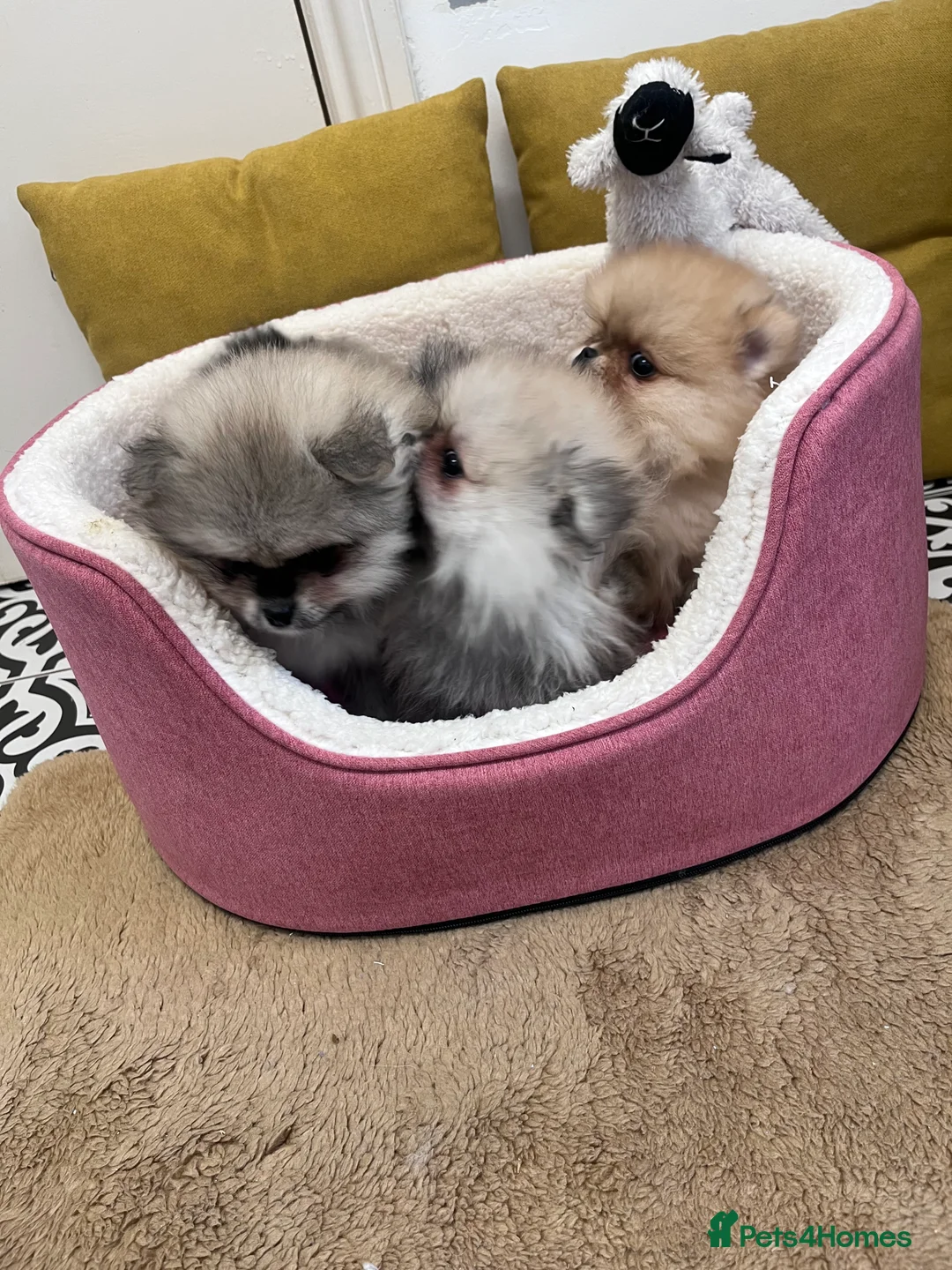 Pomeranian dogs for sale: Top Quality 🐻 Teddy Bears  - Advert 24
