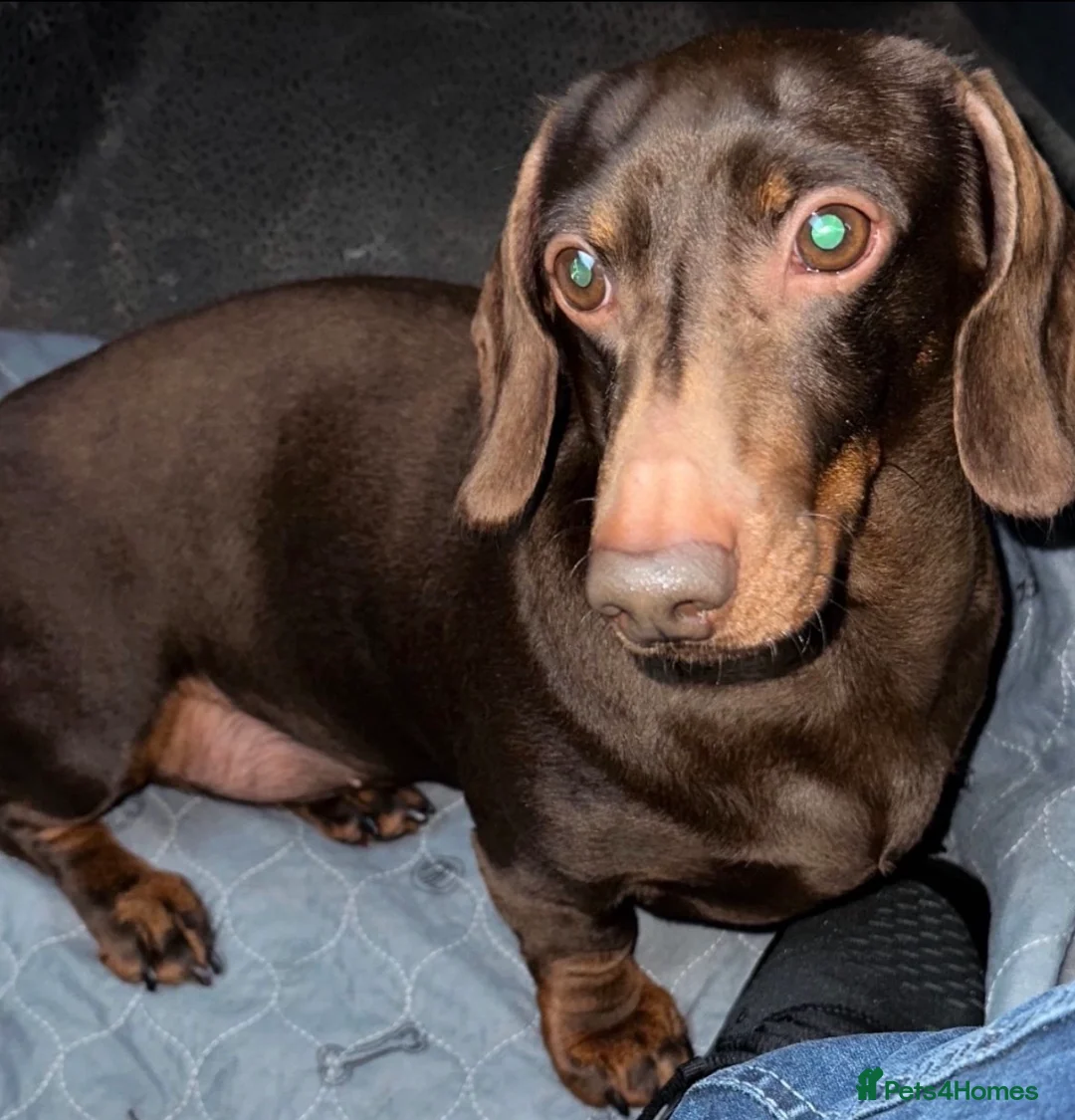 Miniature Dachshund dogs for sale: 💙Adult Mini Dachshund Available 💙 - Advert 2
