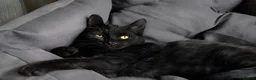 Mixed Breed cats for sale: 5 beautiful kitten's  - Advert 1