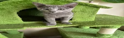 Russian Blue cats for sale: TICA 5* Pedigree Russian blue kittens - Advert 6