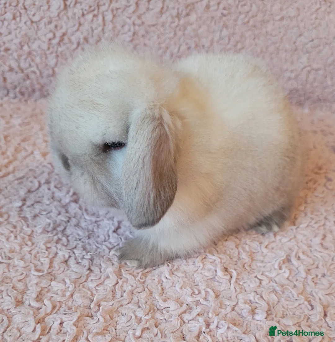 Mini Lop rabbits for sale: Beautiful Purebred Mini Lop Bunnies - Advert 3