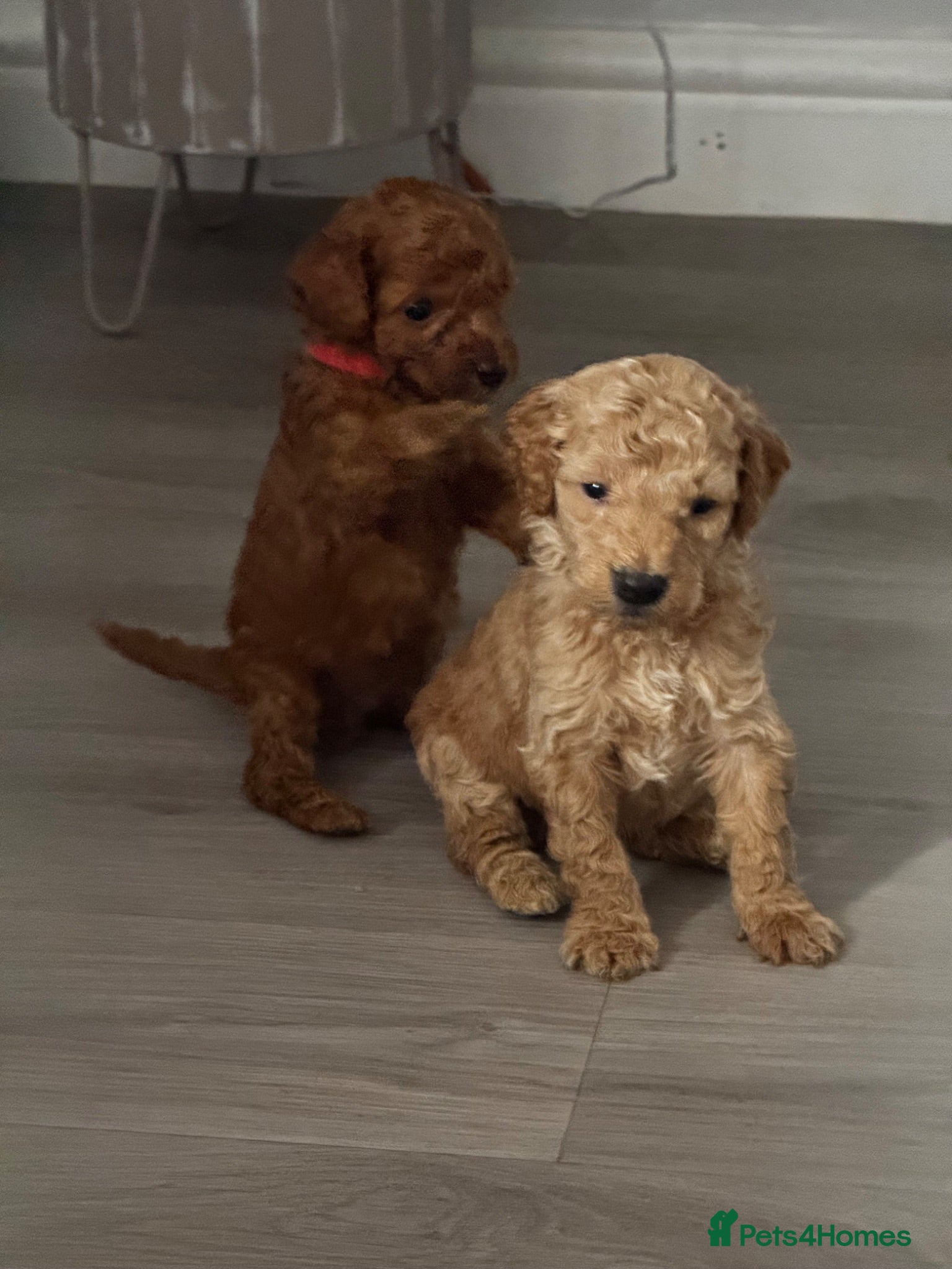 Cockapoo dogs Beautiful Cockapoo puppies 🐶 6 boys 2 girls  - Advert 8