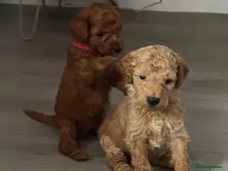 Cockapoo dogs Beautiful Cockapoo puppies 🐶 6 boys 2 girls - Advert 2