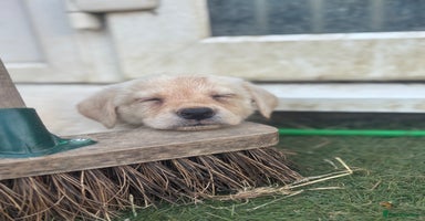Mixed Breed dogs - Advert 13