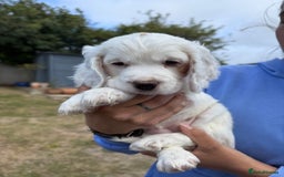Cocker Spaniel dogs for sale: 2 pups left! Gorgeous Working Cocker Spaniels - Image 16