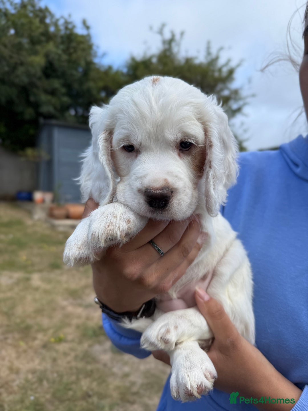 Cocker Spaniel dogs for sale: 2 pups left! Gorgeous Working Cocker Spaniels - Image 16