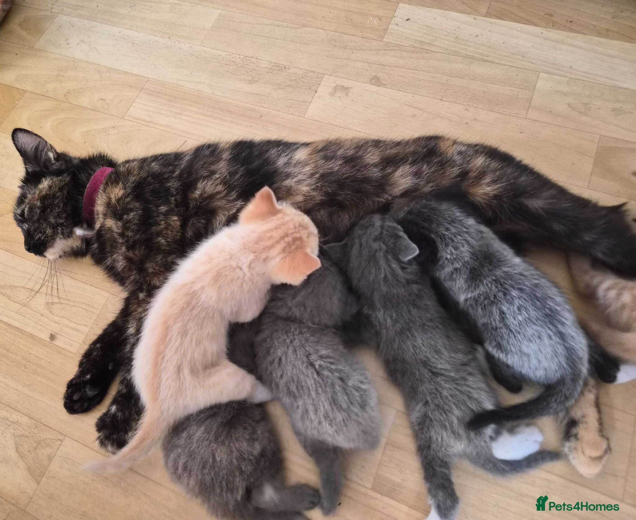 Mixed Breed cats Beautiful kittens  - Advert 3