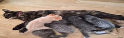 Mixed Breed cats for sale: Beautiful kittens  - Advert 1
