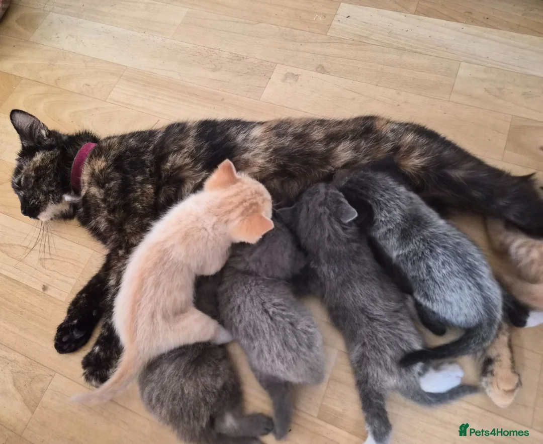 Mixed Breed cats for sale: Beautiful kittens  - Advert 1