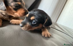 Mixed Breed dogs for sale: Jack Russel/miniature Datchound - Image 12