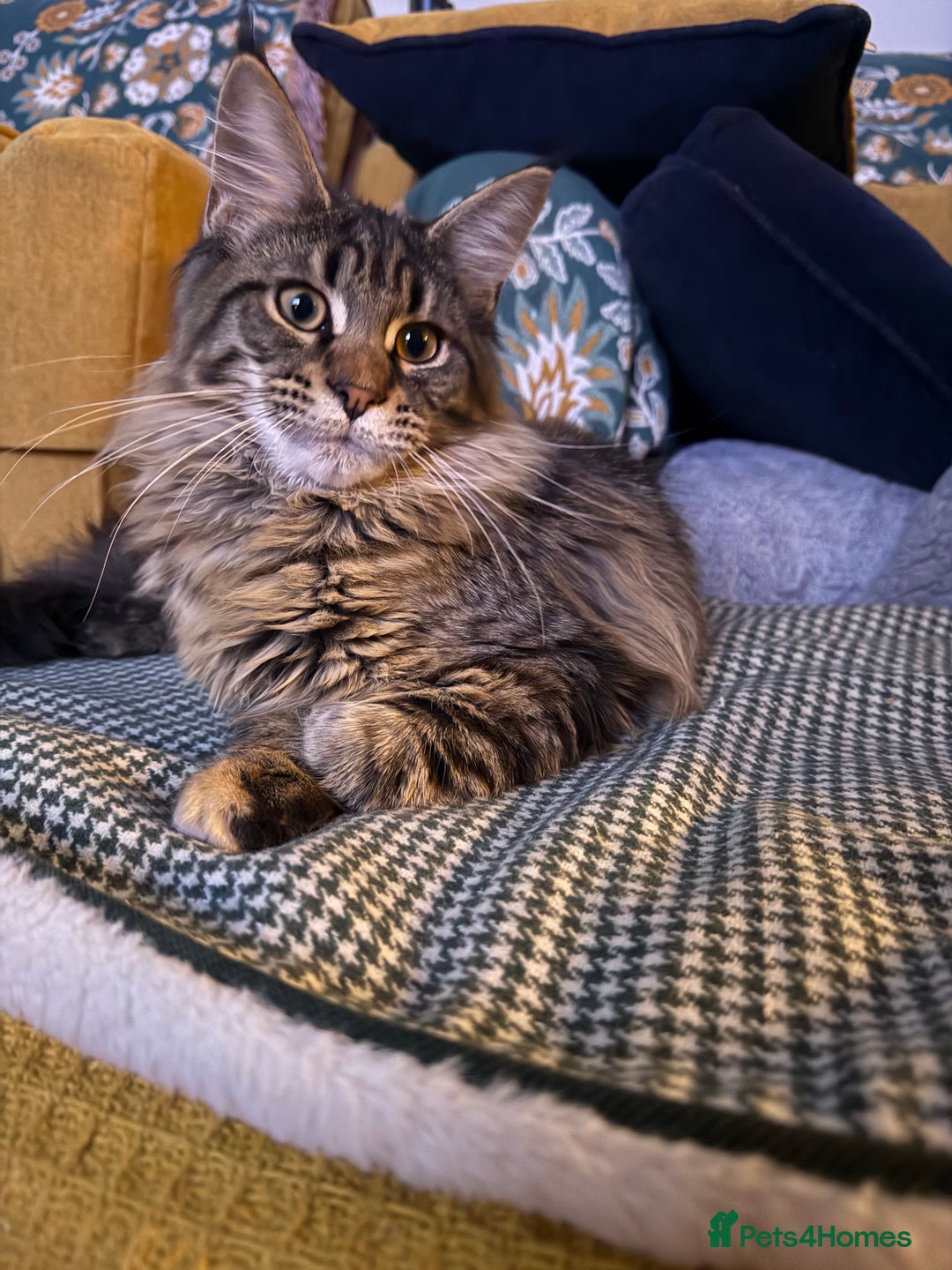 Maine Coon cats for sale: 🐾Only 1 Maine Coon Girl Still Available🐾 - Advert 11