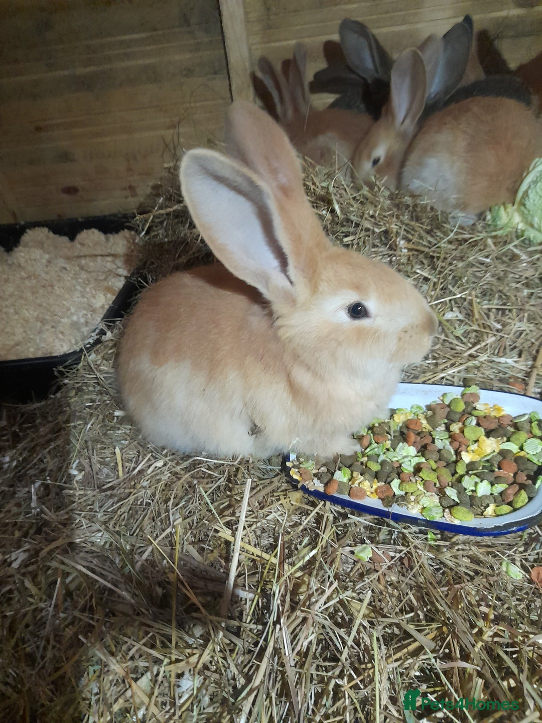 Continental Giant rabbits for sale: Beautiful Pure Continental Giant Babies - Advert 2