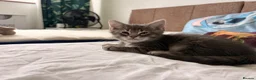 Domestic Shorthair cats for sale: Adorable Male kittens - Advert 5