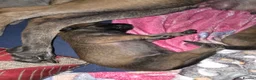 Belgian Shepherd Dog dogs for sale: Belgian Malinois Puppies For Sale. - Advert 10