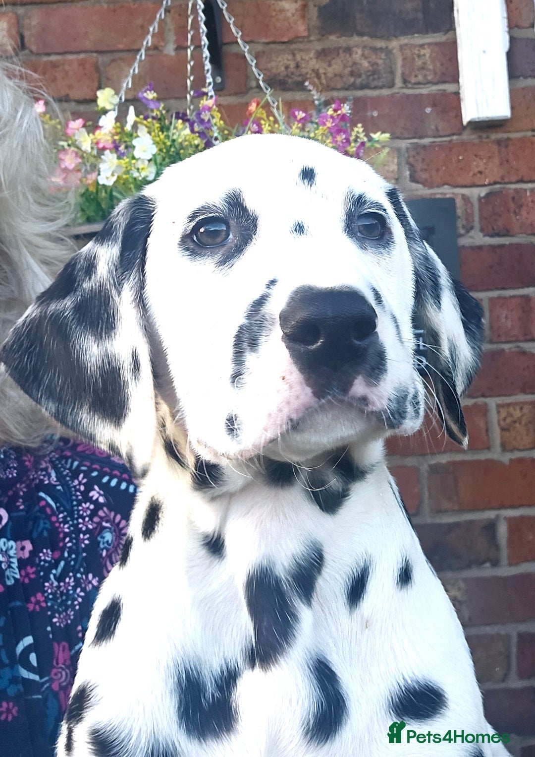 Dalmatian dogs for sale: Champion Lines Dalmatian Puppies - Advert 9