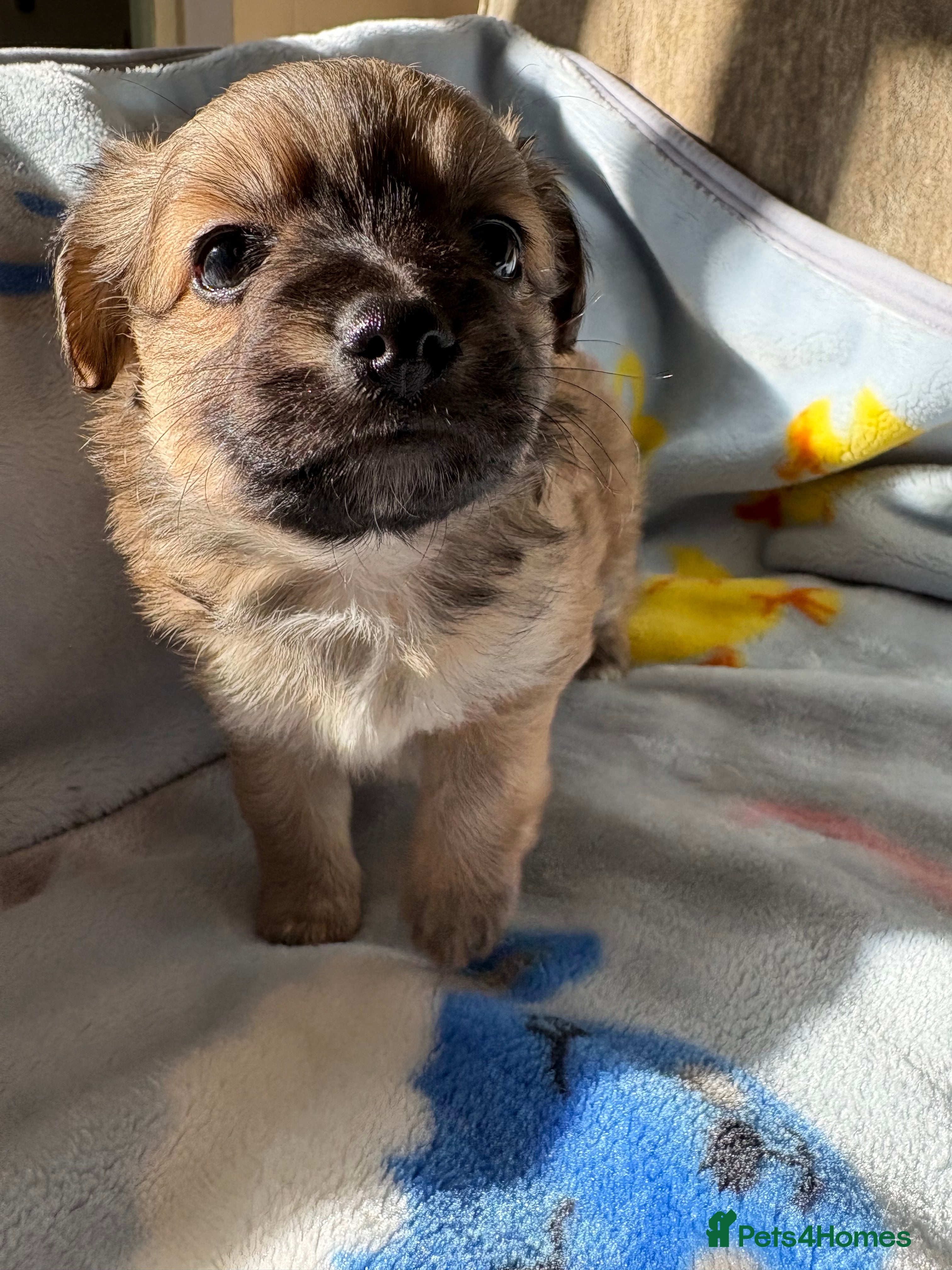 Mixed Breed dogs Pomeranian x Yorkshire terrier puppies - Advert 1