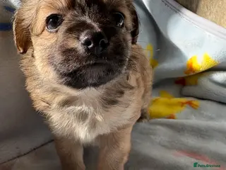 Mixed Breed dogs Pomeranian x Yorkshire terrier puppies - Advert 1