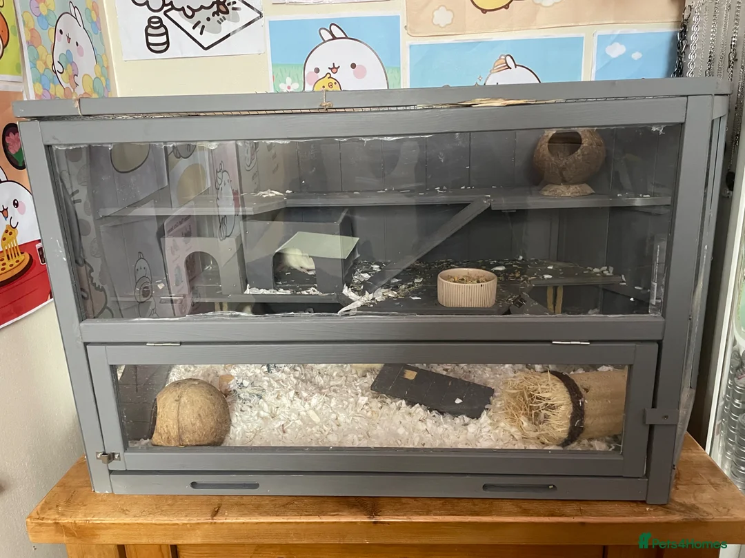 Rat rodents for sale: rats for rehoming  in Ipswich - Advert 1