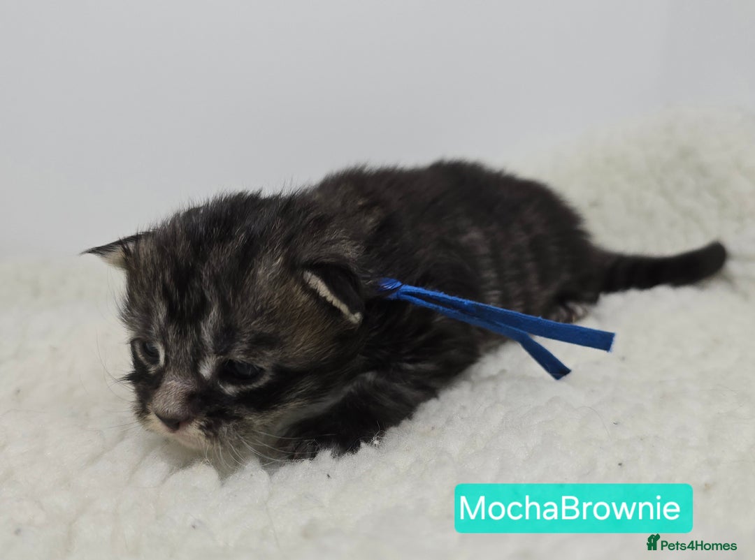 Maine Coon cats for sale: Maine Coon Kittens (Russian & Golden lines) - Advert 17