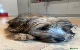Mixed Breed dogs for sale: Rollo pollo  - Image 2
