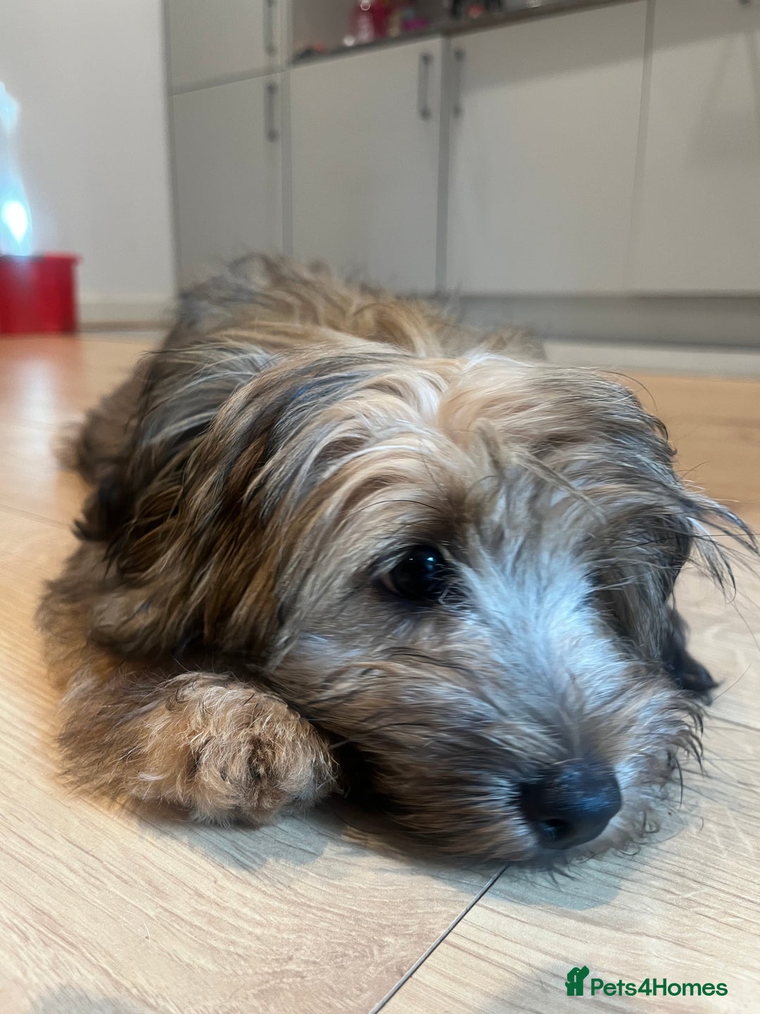 Mixed Breed dogs for sale: Rollo pollo  - Image 2