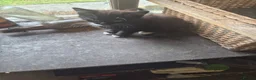 Mixed Breed cats for sale: 3 beautiful black  country kittens.  - Advert 2