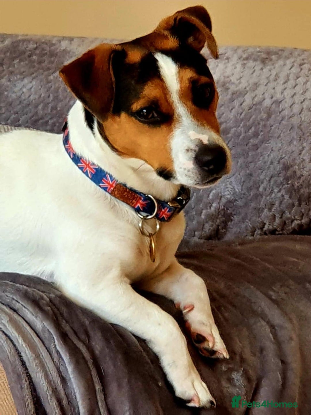 Jack Russell dogs for sale: Jack Russel puppies for sale  - Image 9