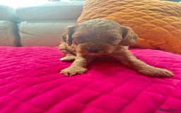 Cavapoo dogs for sale: Black and solid Red Cavapoo therapy pups for sale  - Image 11