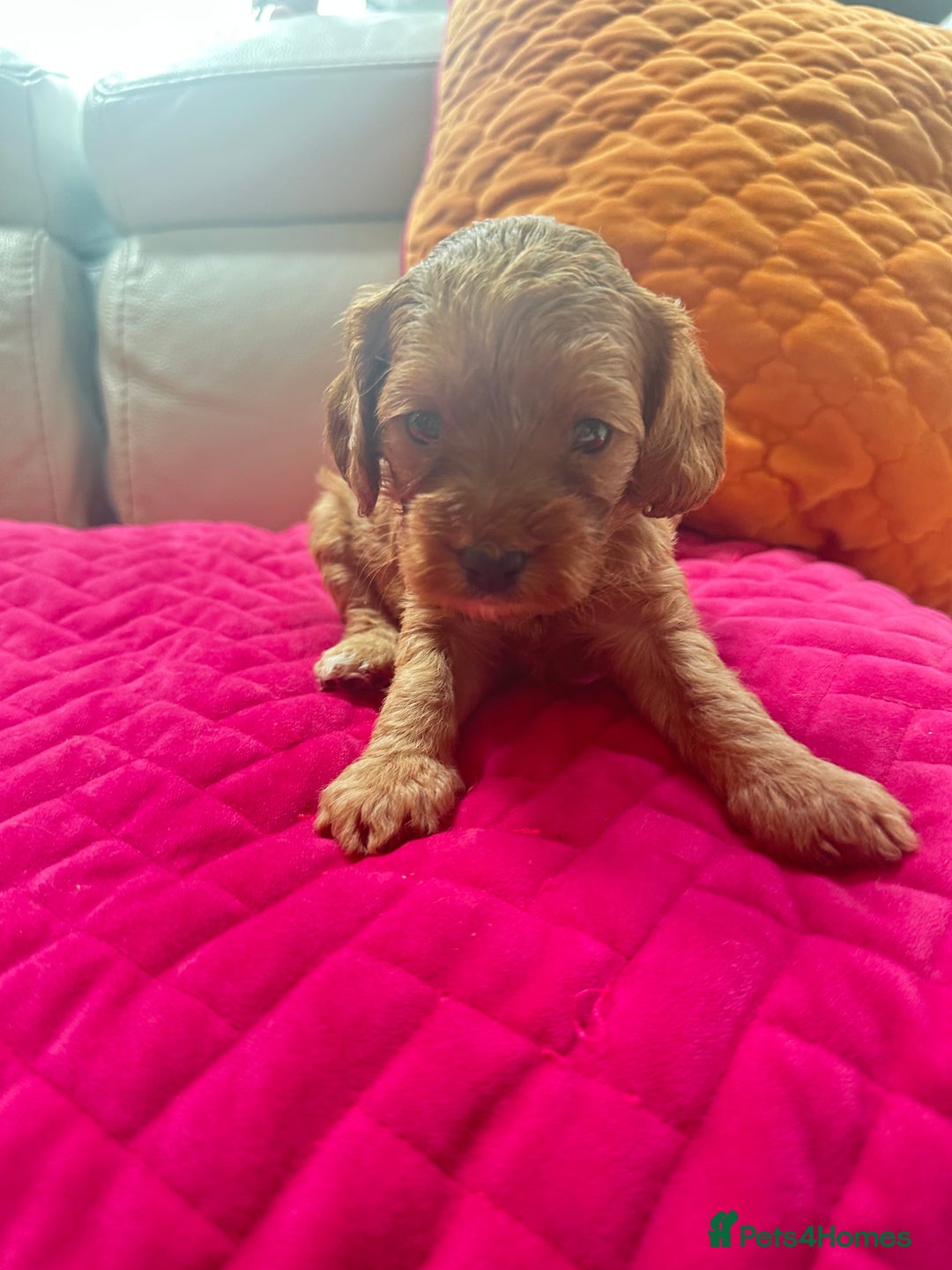Cavapoo dogs for sale: Black and solid Red Cavapoo therapy pups for sale  - Image 11