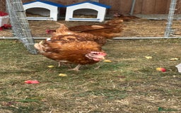 Chickens poultry for sale: 4 girls for sale - Image 4